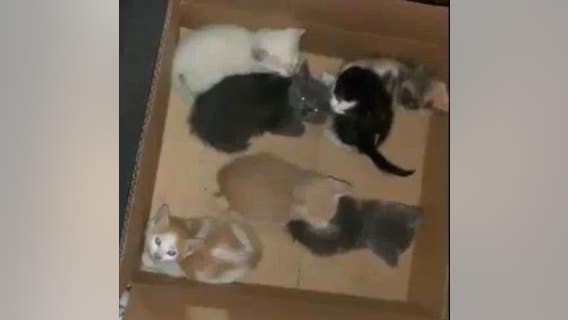 O.C. firefighters rescue several kittens from garage fire in Stanton