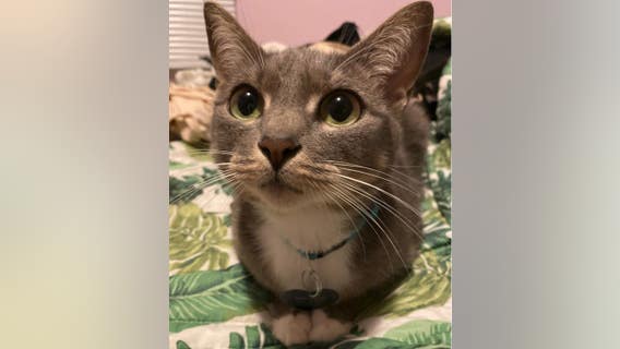 LA Animal Services offering free adoptions after being 'flooded' by kittens, cats