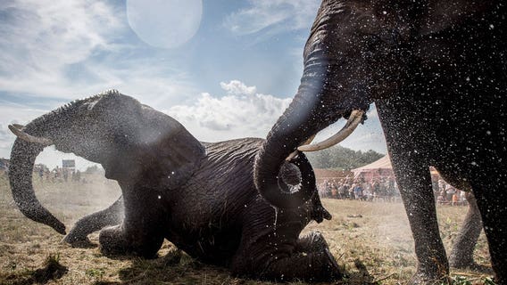 Denmark buys last 4 circus elephants to let them retire