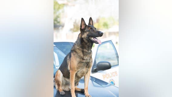 Long Beach police continue to investigate heat-related K-9 death