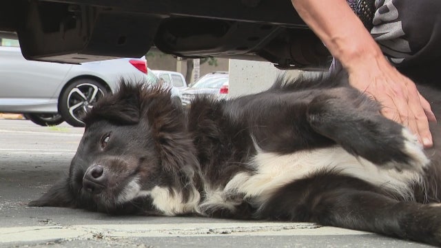 Stolen dog found dehydrated and safe in abandoned truck