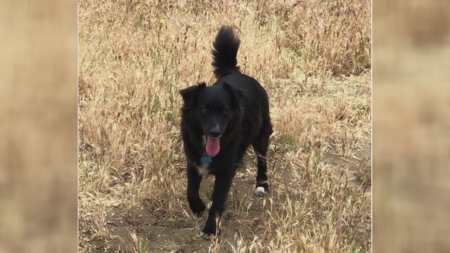 Topanga woman makes tearful plea for safe return of her dog after truck was stolen