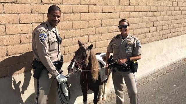 CHP officers rescue miniature horse stranded on 91 Freeway