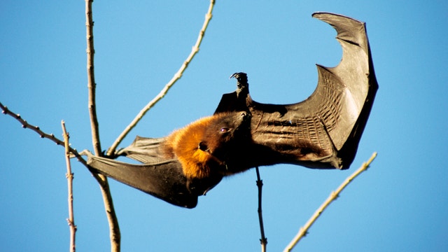 Bat found inside bike shop in Orange tests positive for rabies