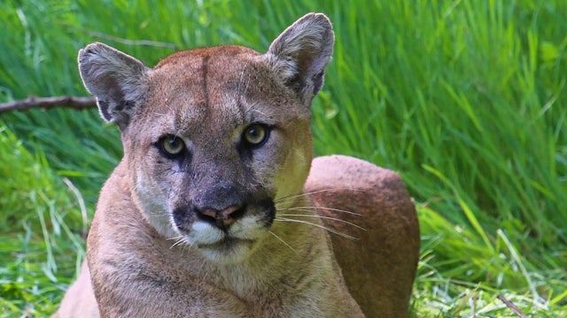 Simi Valley man sentenced to jail for killing protected mountain lion