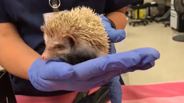 Rare albino hedgehog rescued in Riverside County