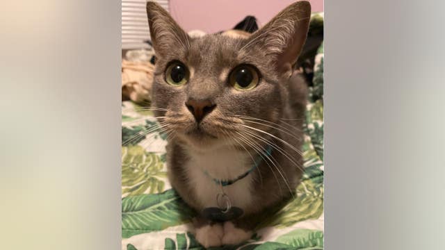 LA Animal Services offering free adoptions after being 'flooded' by kittens, cats