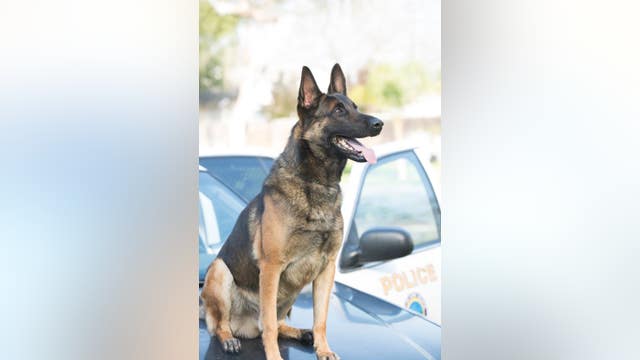 Long Beach police continue to investigate heat-related K-9 death