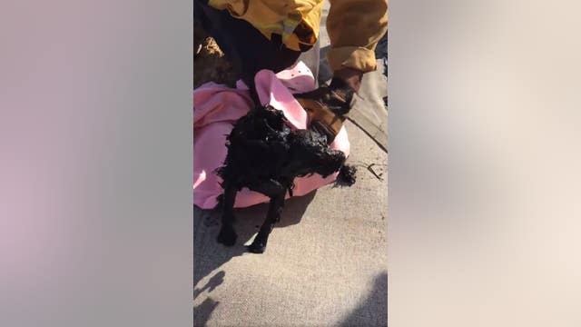 Dog rescued in Malibu after falling 30-feet down abandoned well