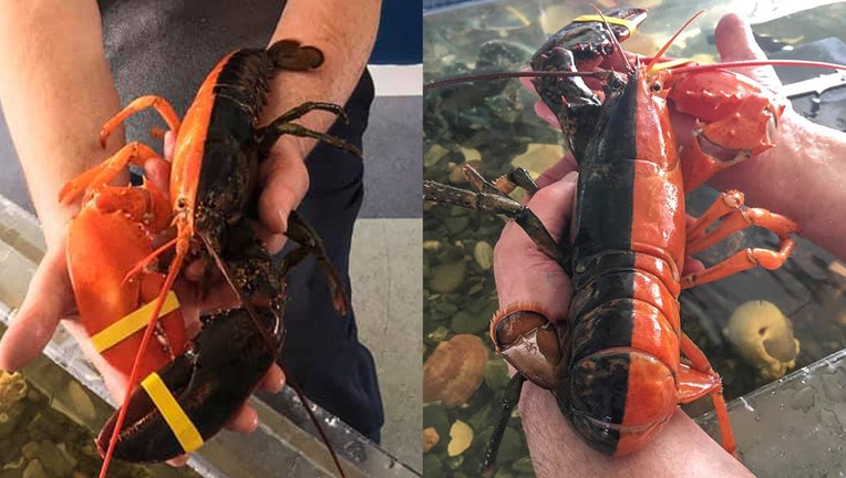 rare-lobster.jpg