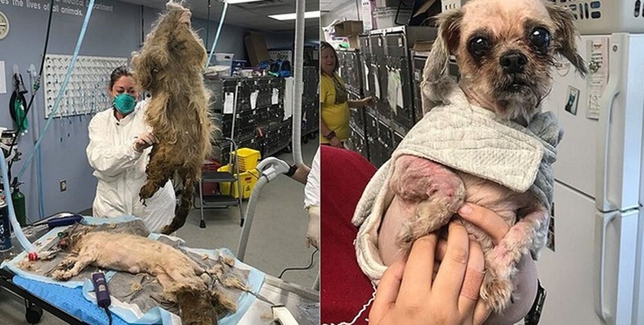 Rescued Dog Has 9 Pounds Of Matted Hair Removed From 11 Pound Body