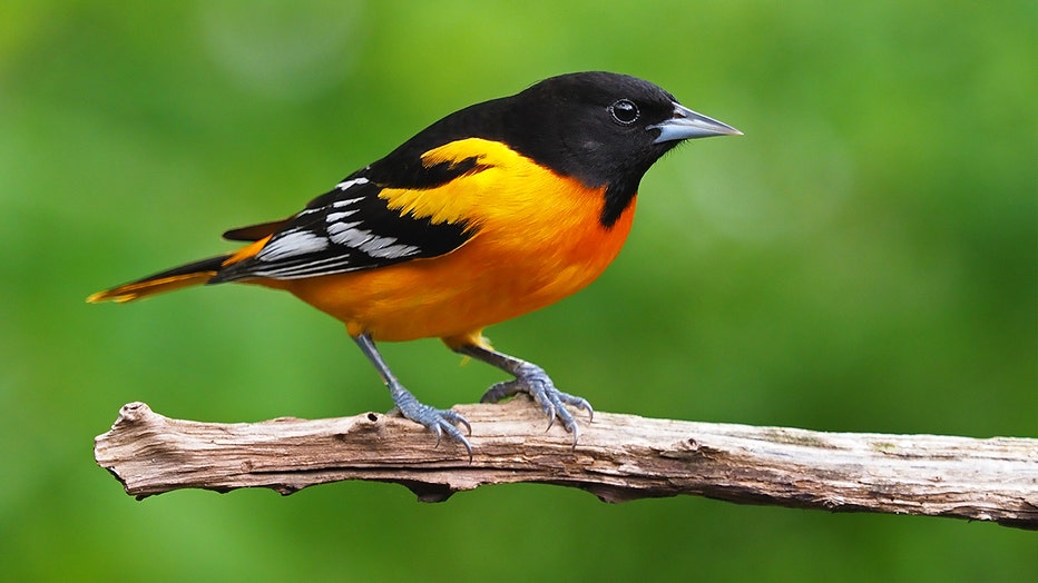 BirdPopulationDecline__Oriole__GaryMueller-Macaulay-Library-at-Cornell.jpg