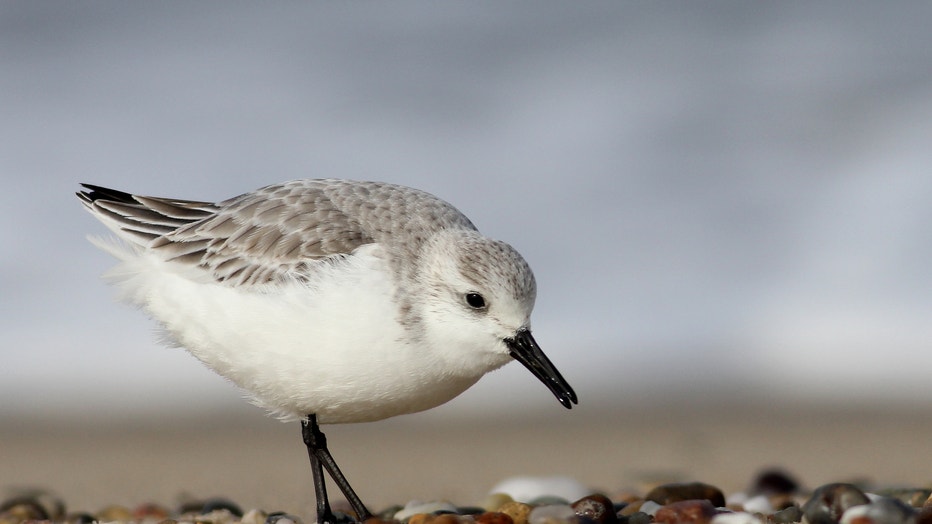 Sanderling-by-Andy-Eckerson-Macaulay-Library-at-Cornell-Lab-of-Ornithology-83166281.jpg