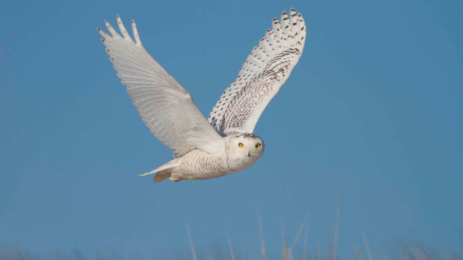 Snowy-Owl-by-Doug-Hitchcox-Macaulay-Library-at-Cornell-Lab-of-Ornithology-41544741.jpg
