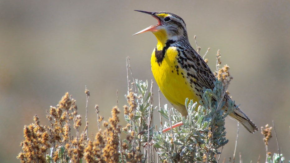 Western-Meadowlark-by-Matthew-Pendleton-Macaulay-Library-at-Cornell-Lab-of-Ornithology-52661031.jpg