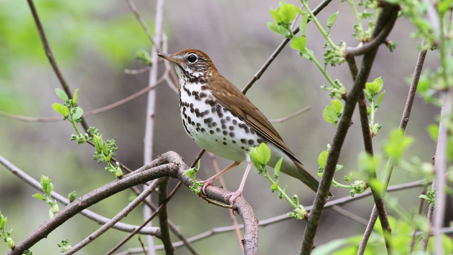 Wood-Thrush_Michael-Parr-American-Bird-Conservancy.jpg