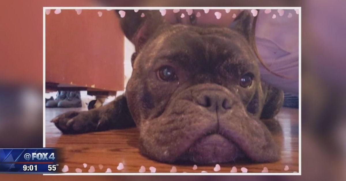 Family offering reward after thieves stole their dog and Christmas ...
