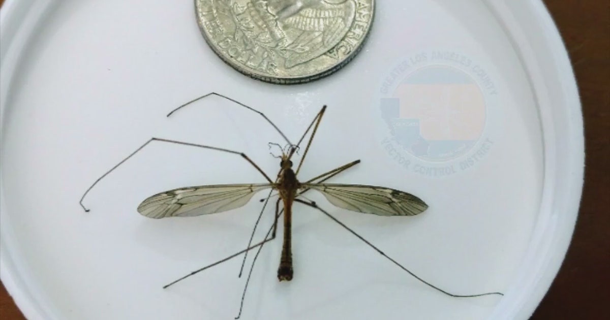 Public health officials say more insects this spring in SoCal due to ...