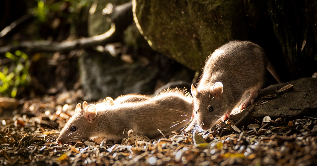 Rats! LA ranked number 2 among the nation's most rodent-infested cities ...