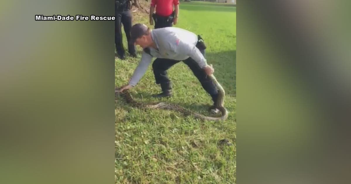 10' 6" Burmese python captured near Homestead school | FOX 11 Los Angeles