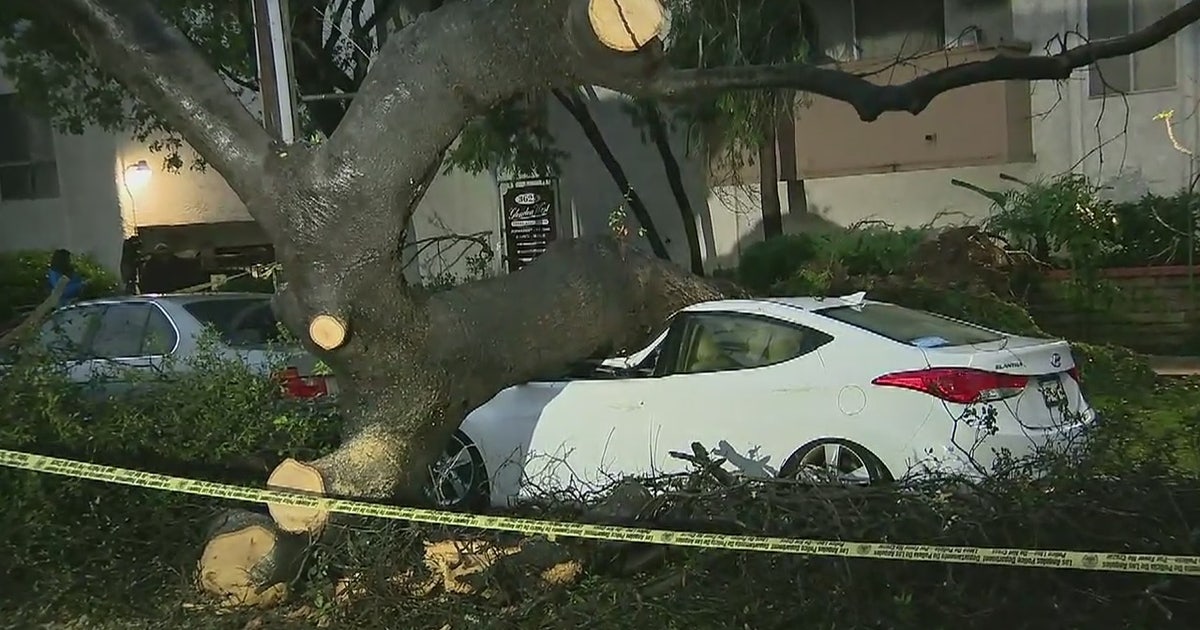 Fallen tree smashes car and blocks roadway in Palms | FOX 11 Los Angeles