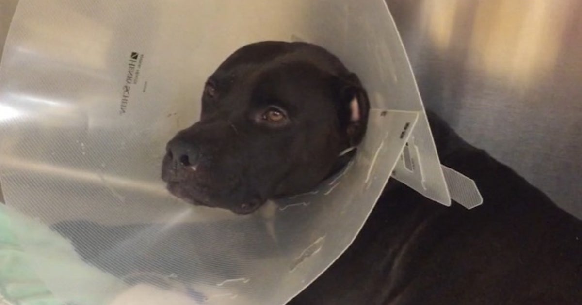 Family: Dog shot in backyard has died | FOX 11 Los Angeles