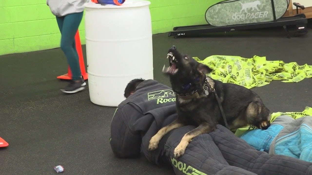 Bite Club Training Your Pets When And How To Bite