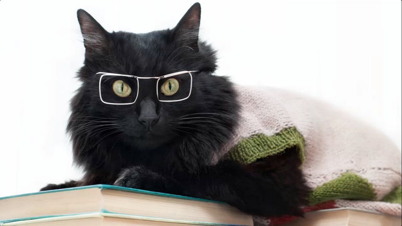 Черный кот ученый в очках