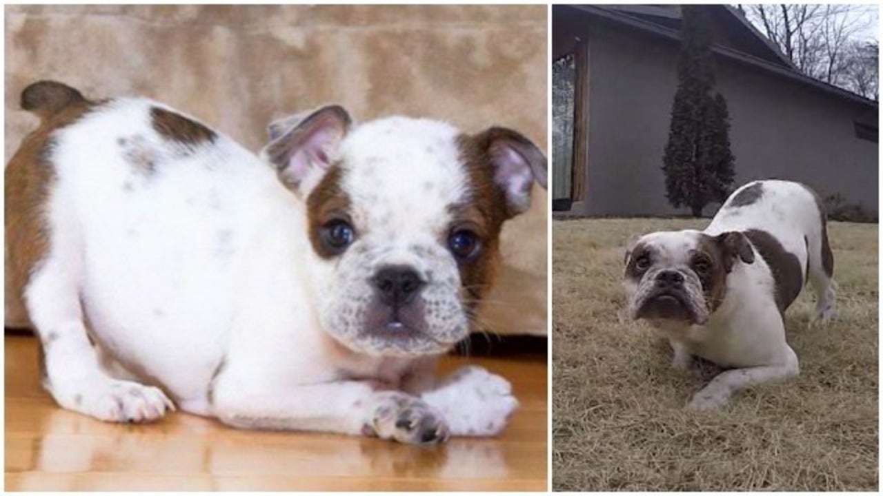 English bulldog approved for special prosthetics