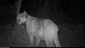 2 mountain lions found dead from rat poison in Santa Monica Mountains