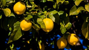 City of Oxnard wants to plant free fruit trees in residents' yards