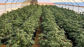 10 tons of marijuana plants, processed pot seized during raid of cultivation site in Riverside County