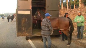 ‘Panic’: Volunteers rush to evacuate horses, goats as wildfire burns near Reagan Library in Southern California