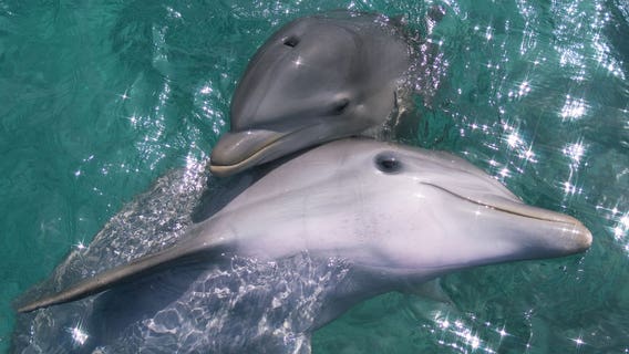 TripAdvisor will no longer sell tickets to attractions that breed or import whales or dolphins