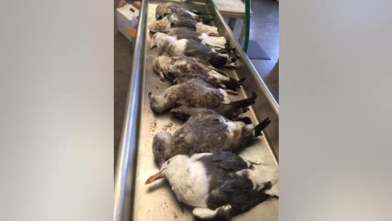 8 Western gulls found dead in Huntington Beach, 4 others fighting for survival