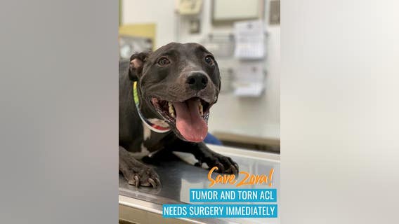 Desert Storm veteran seeks help funding dog's life-saving surgery