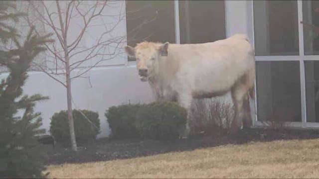 Runaway cow takes refuge at Chick-fil-A