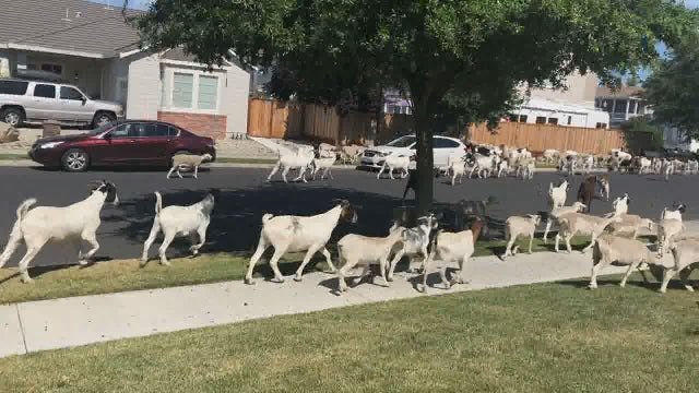 'This is not normal:' Goats on the loose in California neighborhood