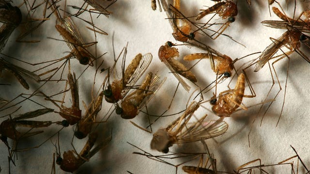 Encephalitis-carrying mosquitoes found in Anaheim, Westminster