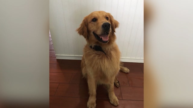Police dog given Narcan to reverse overdose in Florida