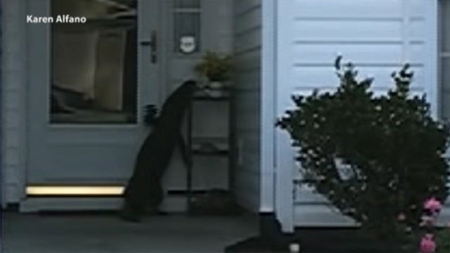 Video: Alligator attempts to ring doorbell