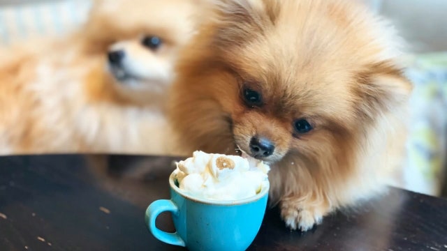 Pom Cafe is a pop-up cafe dedicated to pomeranians