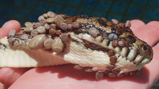 Australian snake catcher captures python with over 500 ticks on it