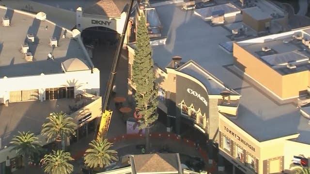 Christmas trees arrive at Citadel Outlets, The Grove shopping center