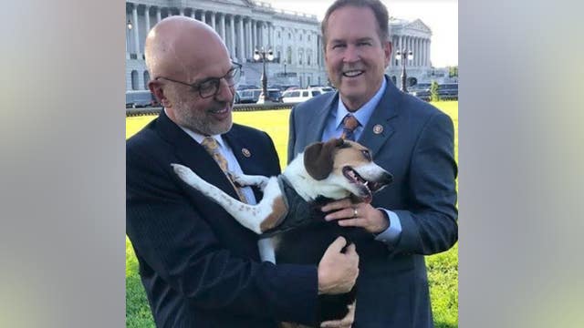House passes bill to make animal cruelty a federal felony in 'major step to end animal abuse'