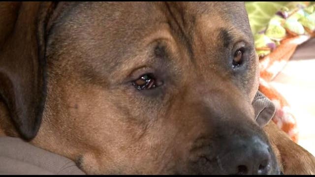 Stranger passed out in dog bed in wrong home