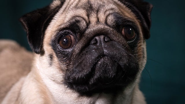 Study: Dog owners take more pictures of their pet than their spouses