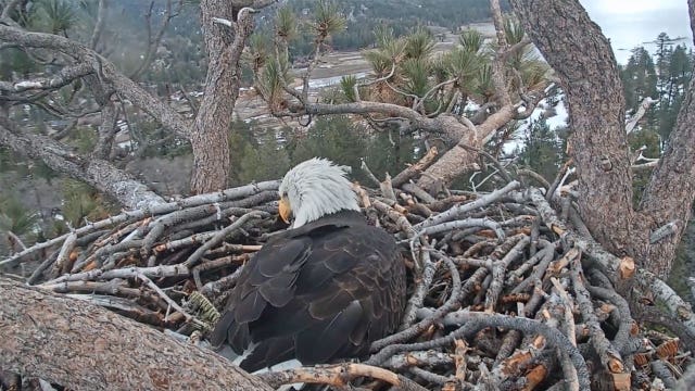 Watch: bald eagle hatch brand new baby eggs from nest in Southern California