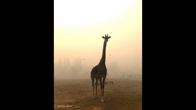 Safari West founder stays behind in wine country fire evacuations to save animals