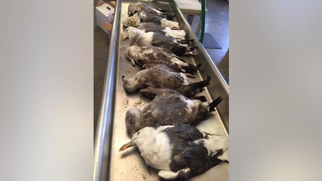 8 Western gulls found dead in Huntington Beach, 4 others fighting for survival